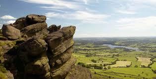 The Roaches